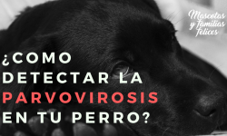 La parvovirosis es una enfermedad muy grave en los cachooros de perro