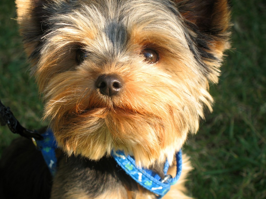 Yorkshire_Terrier-Luxacion-Rotula-Rodilla-Patella-Patelar-Cojera-Pierna-Pata