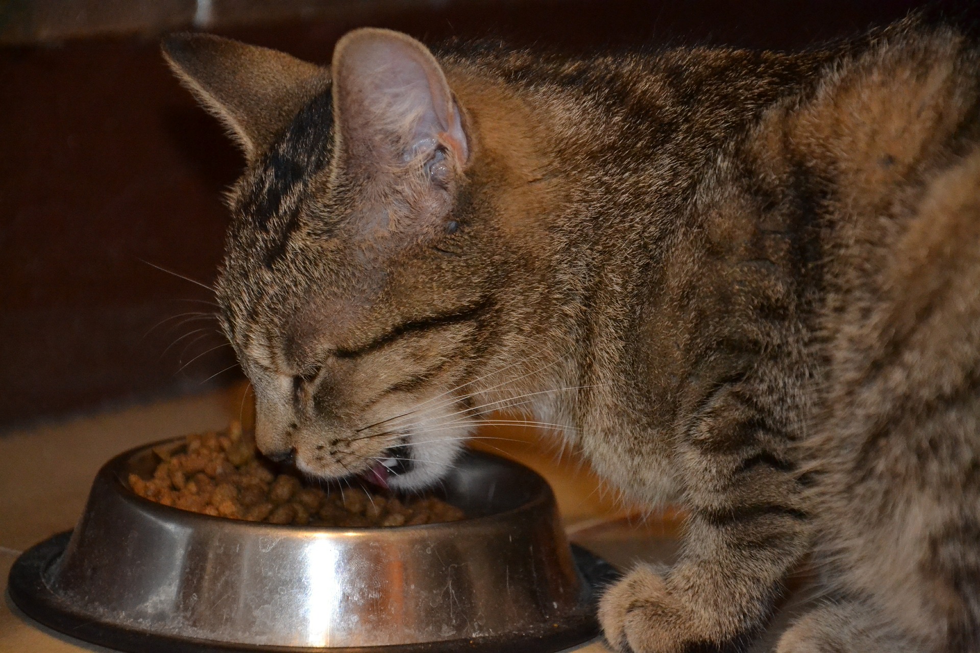 Gato comiendo pienso