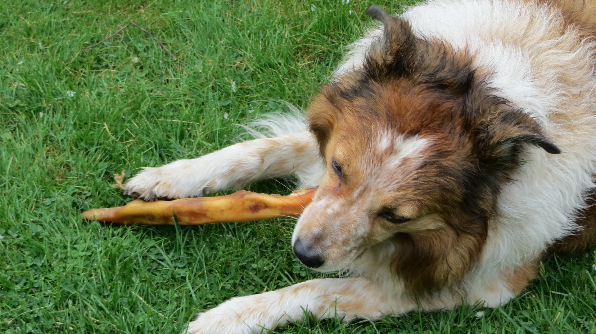 perro-hueso-dieta-comer-comida-alimento-nutrientes