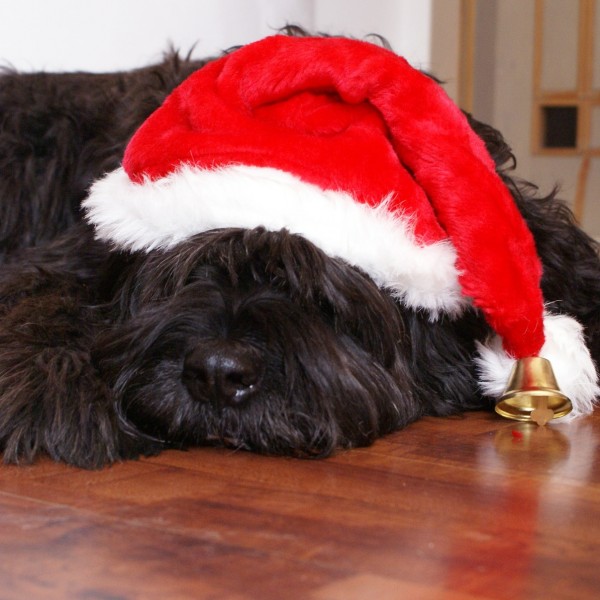 Perro navideño