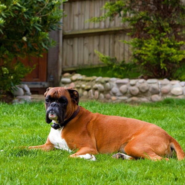 boxer, raza de perro braquicefálico