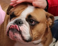 Bulldog Ingles