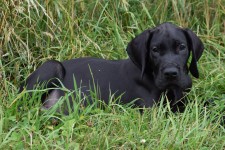 Comienza a cuidad tu cachorro