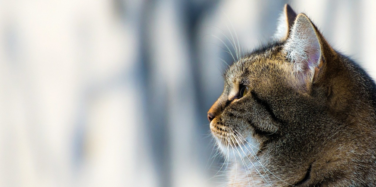 Los gatos padecen intensamente el estrés