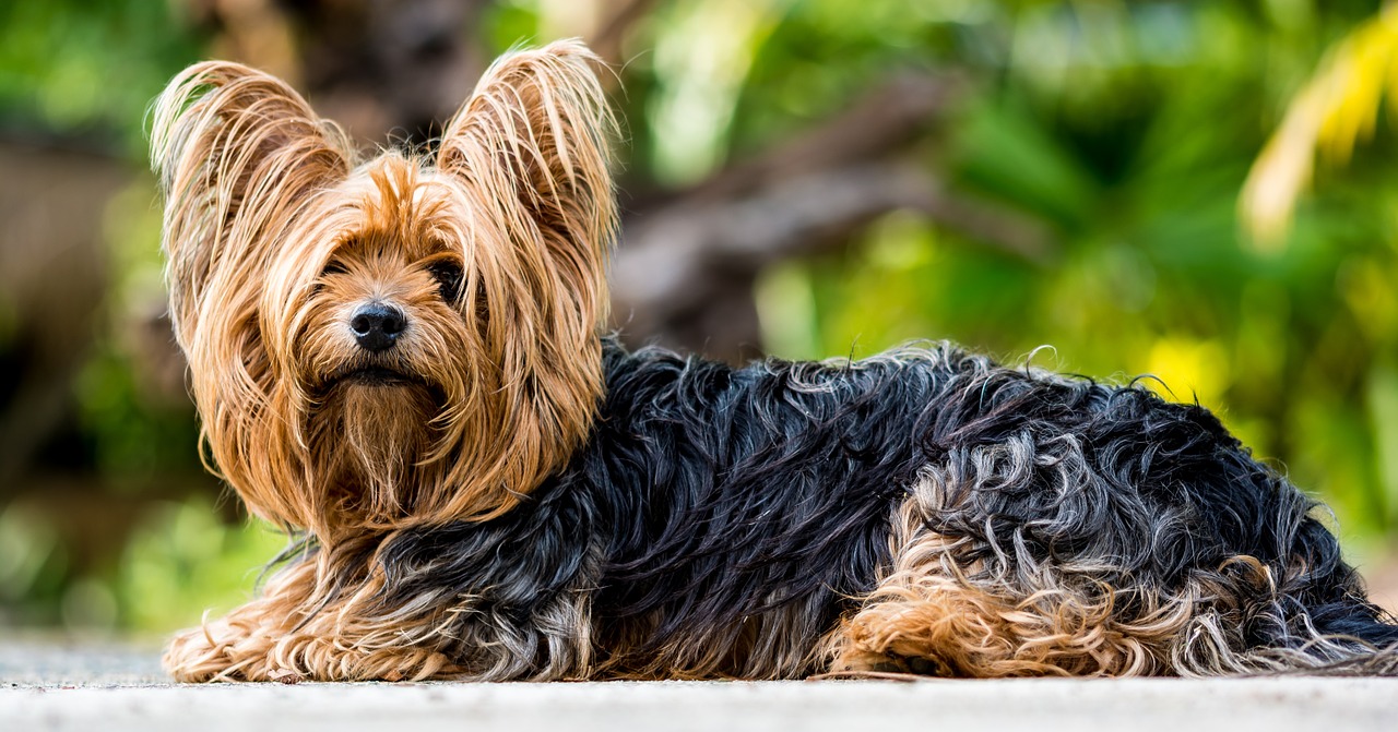 perro-hernia-dicas-problema-de-espalda