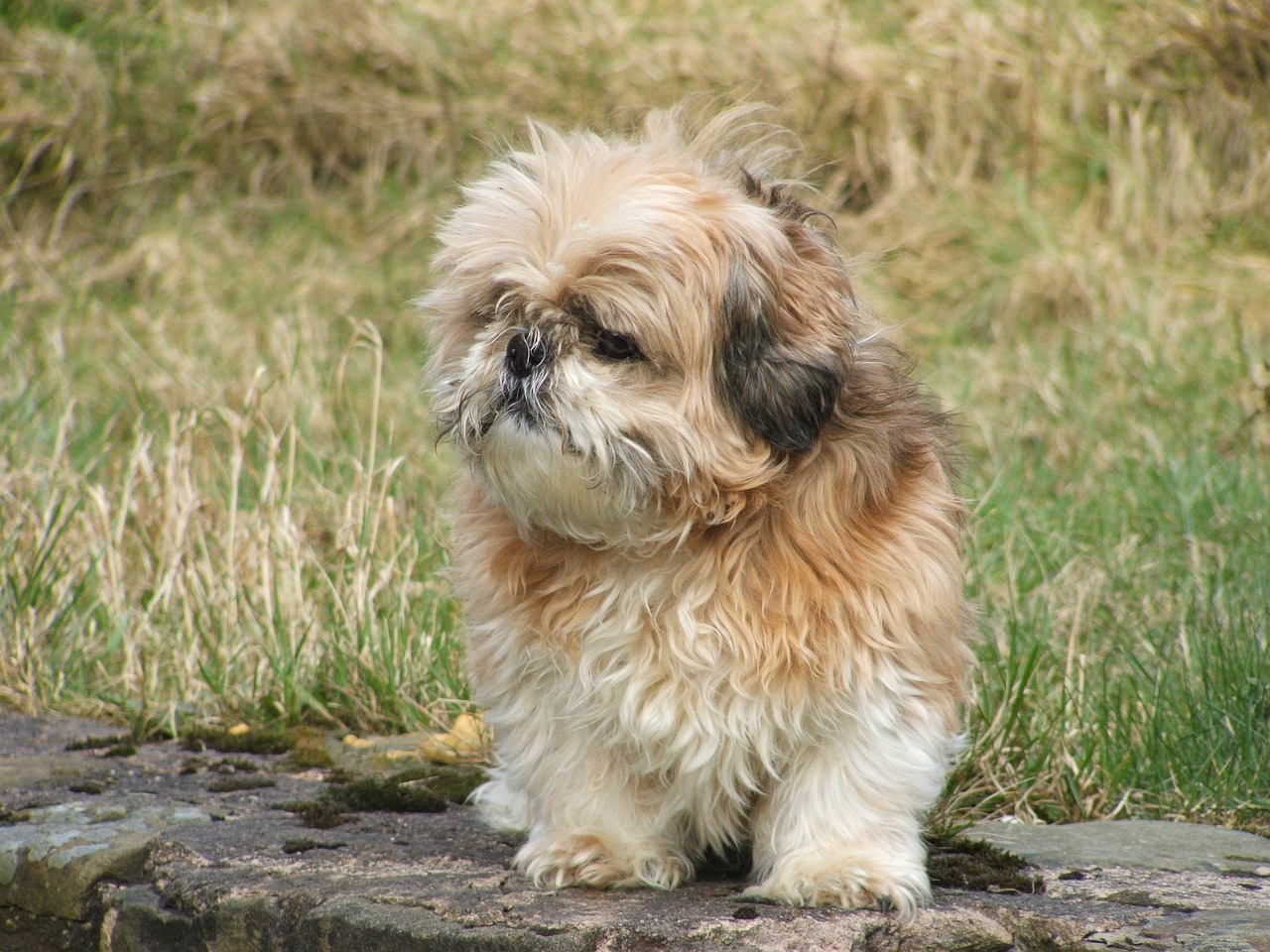 Los shihtzu son animales braquicefálicos