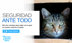 Tu gato puede amar tu transportin