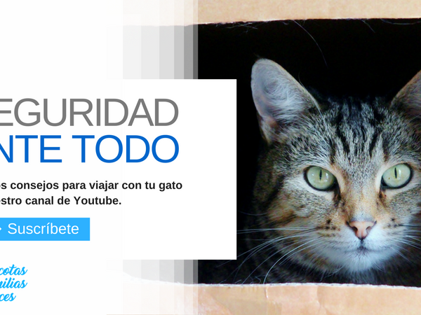 Tu gato puede amar tu transportin