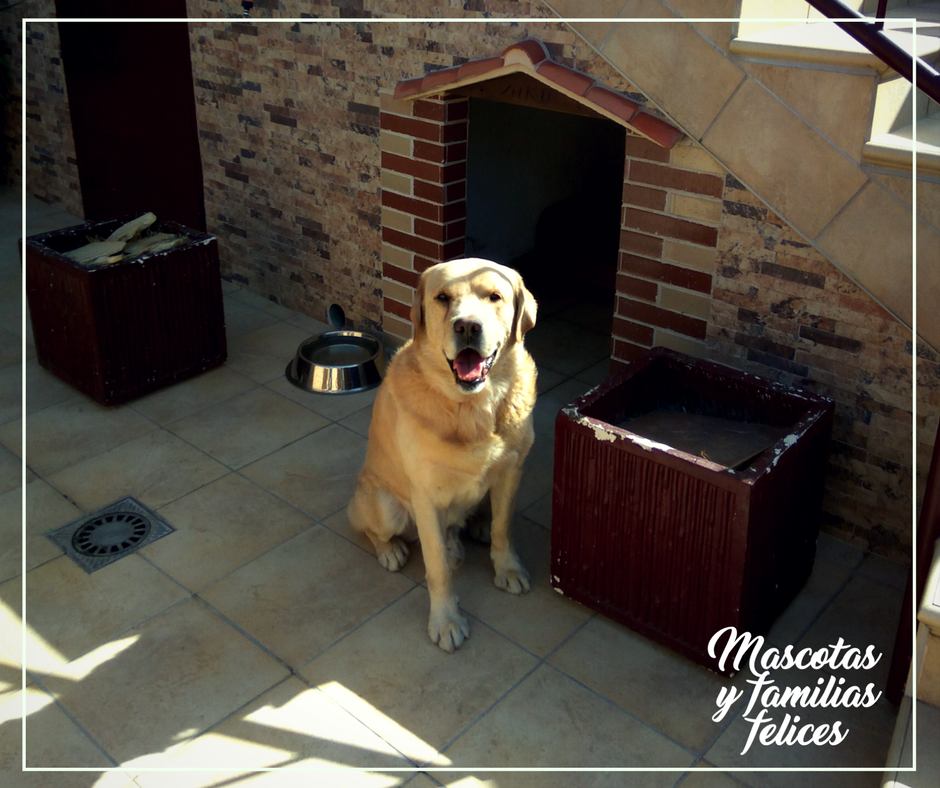 Receta de galletas para perro caseras