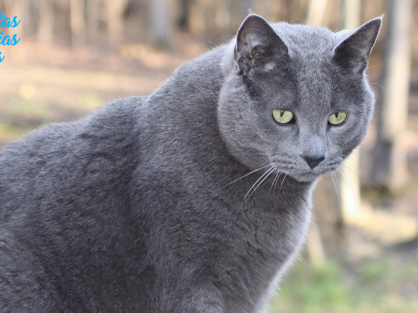 gato obeso