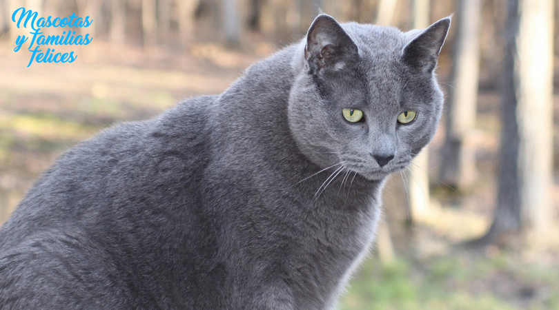 gato obeso