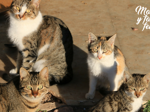 gatos en colonias