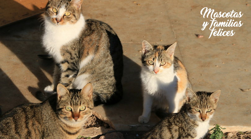 gatos en colonias