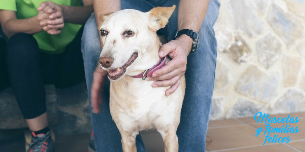 leishmaniosis en perros chispa