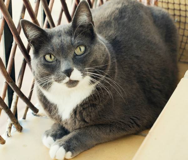 totoro el gato gorodo