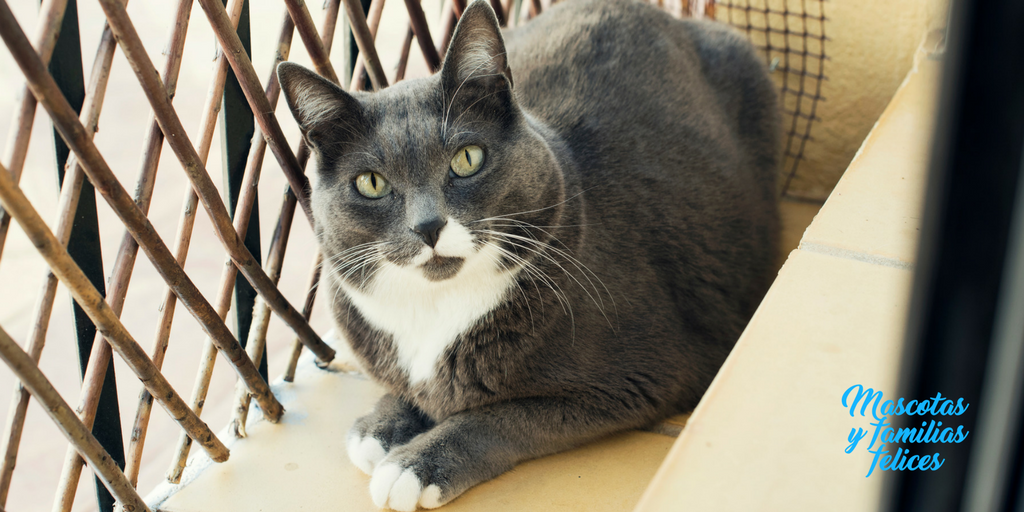 totoro el gato gorodo