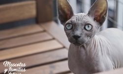 no tatuaje gato sphynx