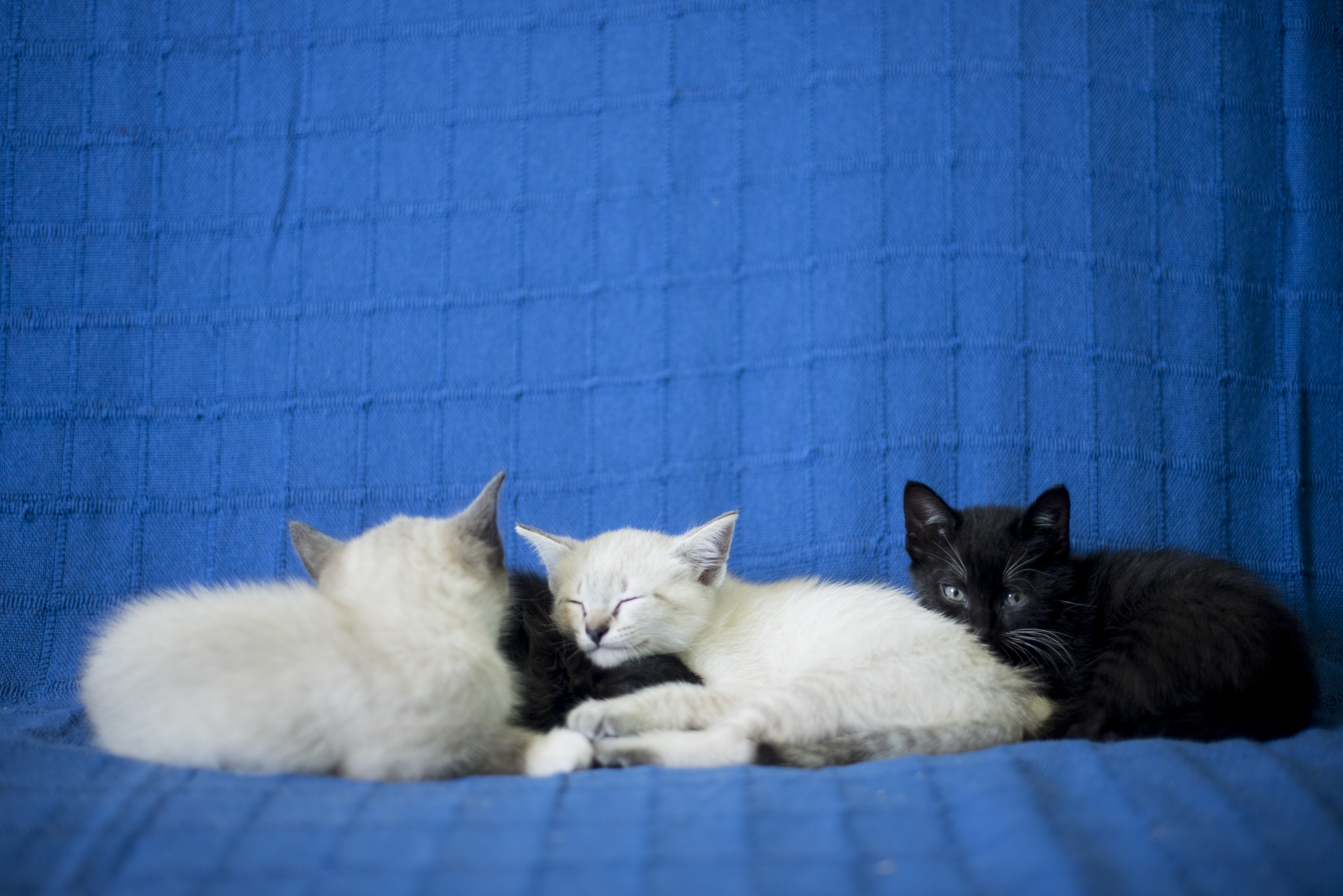 gatitos jovenes durmiendo