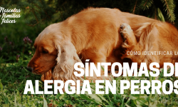 Como saber si tu perro tiene alergia