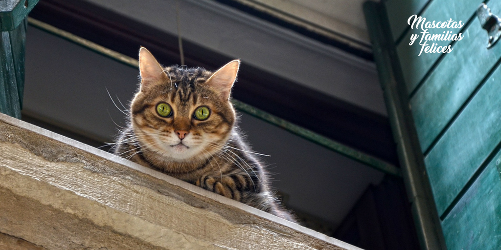 El indrome del gato paracaidista