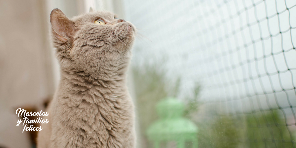 Síndrome del gato volador