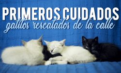 gatos pequeños rescatados