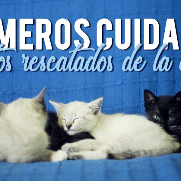 gatos pequeños rescatados