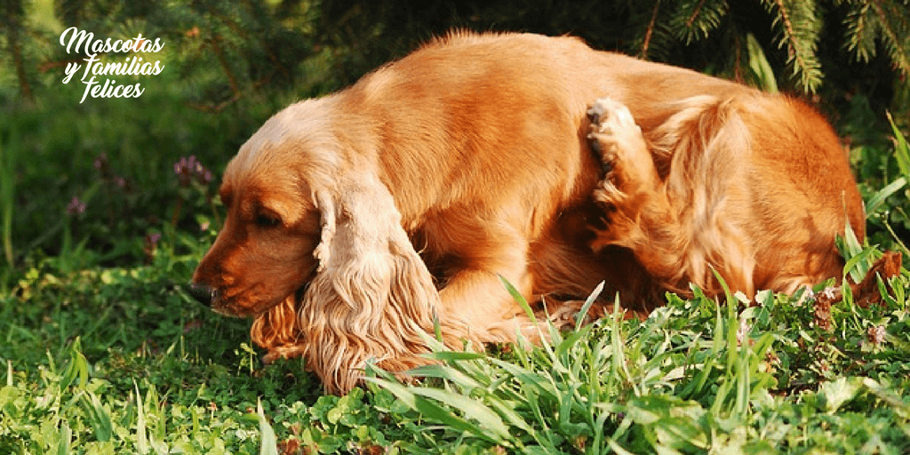 perro rascado por alergia